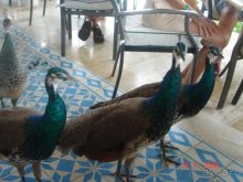 Melia Caribe Tropical