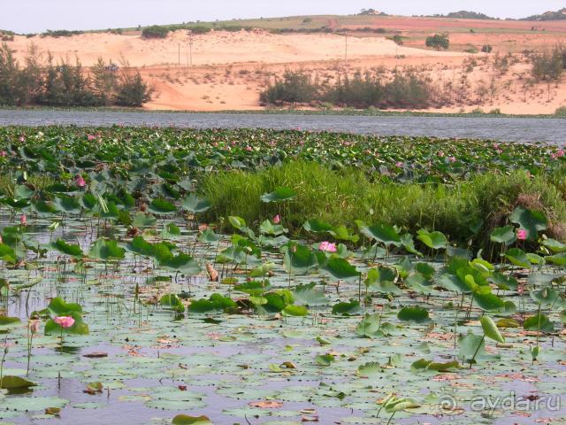 озеро лотосов