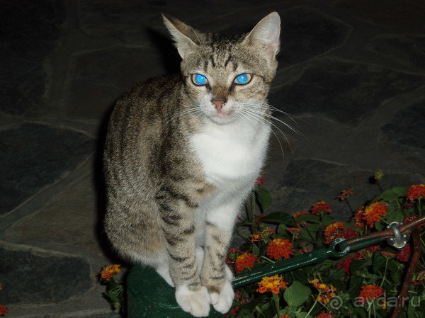 турецкая киса=)