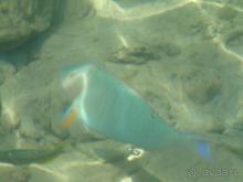 Только море окупает прибывание в этом отеле