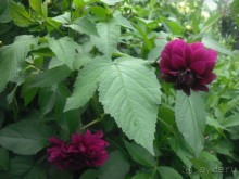 Аптекарский огород