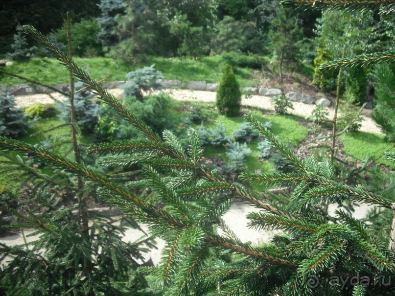 Аптекарский огород