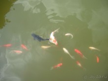 Аптекарский огород