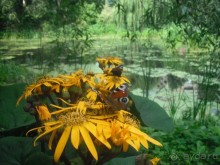 Аптекарский огород