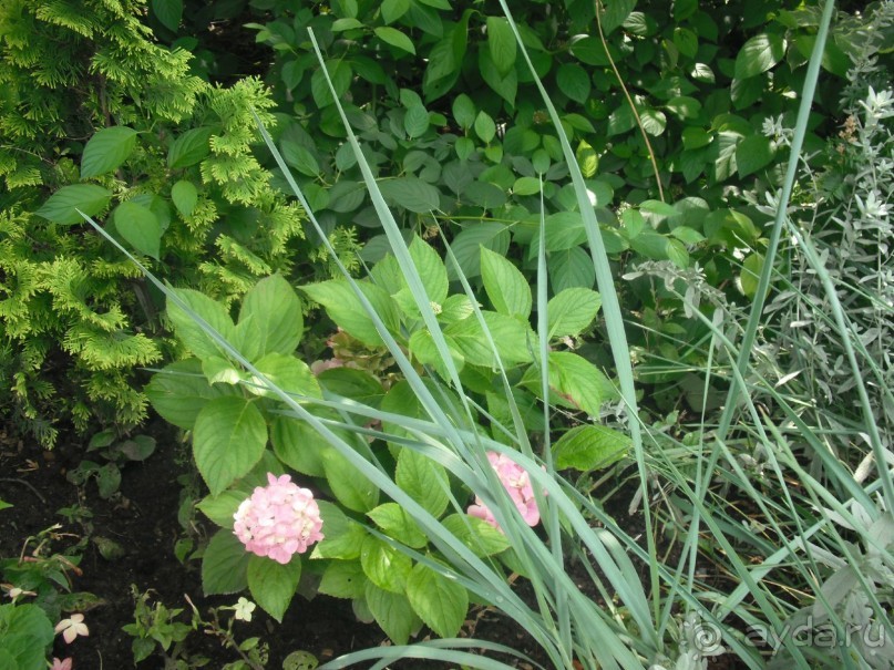 Аптекарский огород