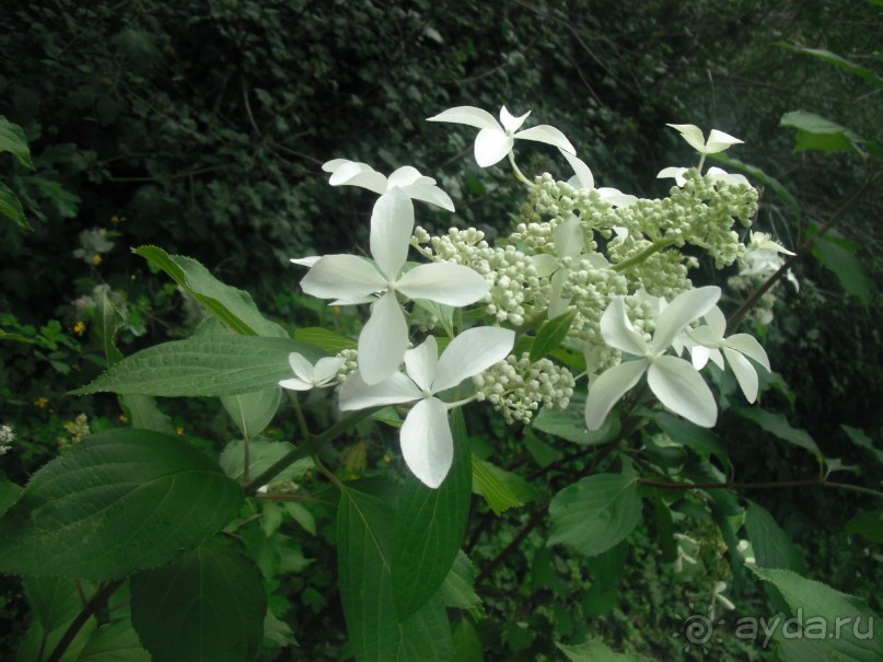 Аптекарский огород