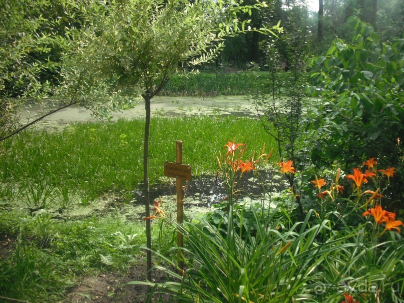 Аптекарский огород