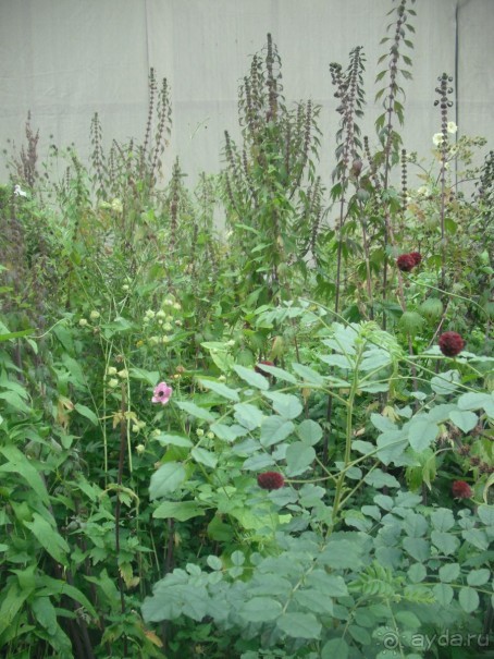 Аптекарский огород