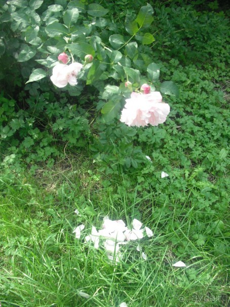 Аптекарский огород