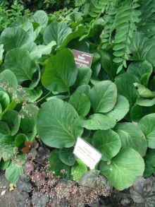 Аптекарский огород