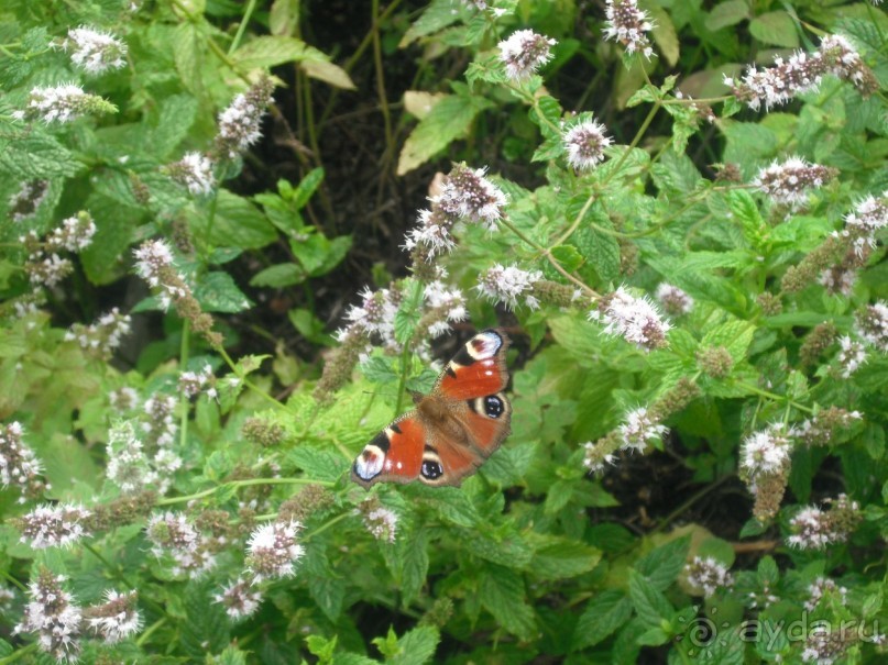 Аптекарский огород