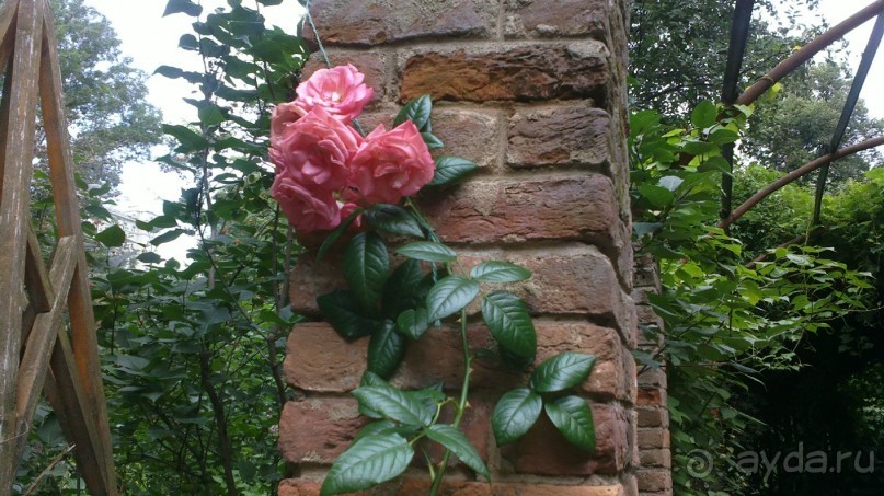 Аптекарский огород