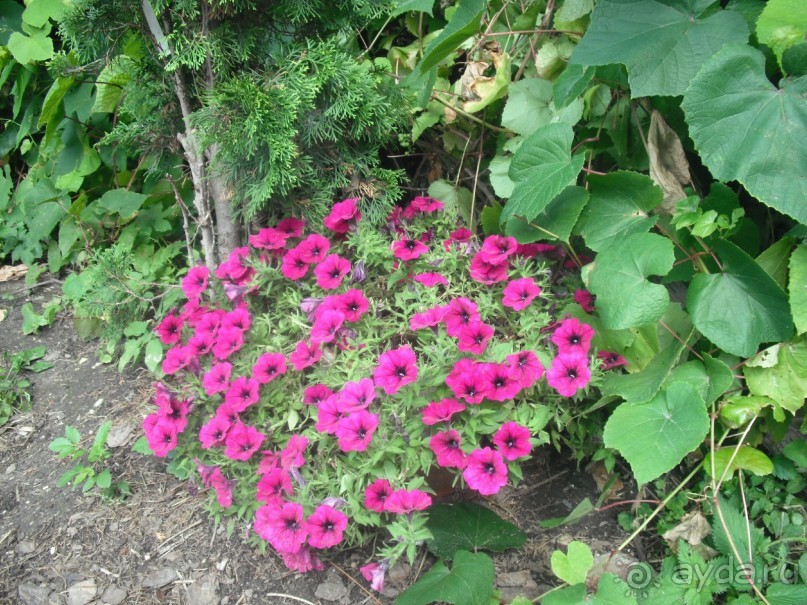 Аптекарский огород