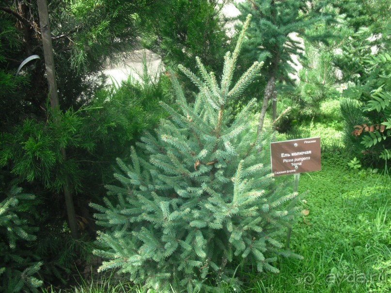 Аптекарский огород