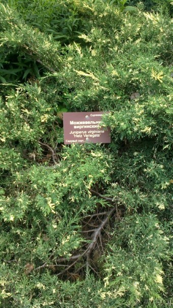 Аптекарский огород