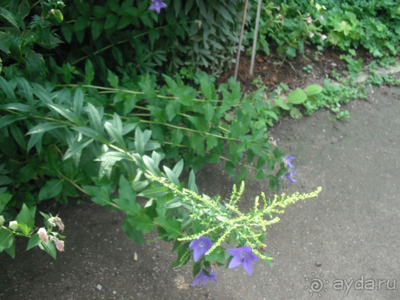 Аптекарский огород