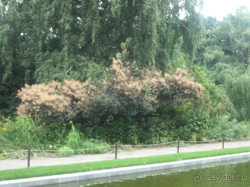 Аптекарский огород