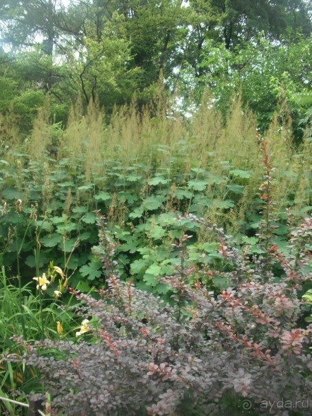 Аптекарский огород