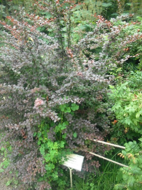 Аптекарский огород