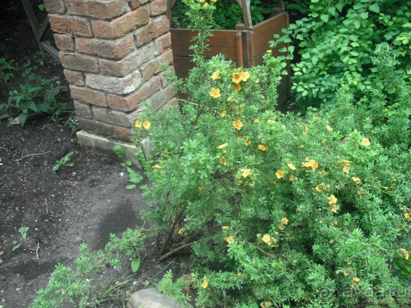 Аптекарский огород