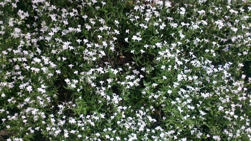 Аптекарский огород