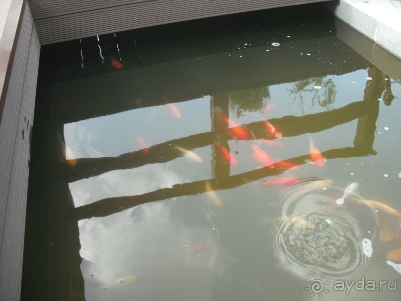 Аптекарский огород