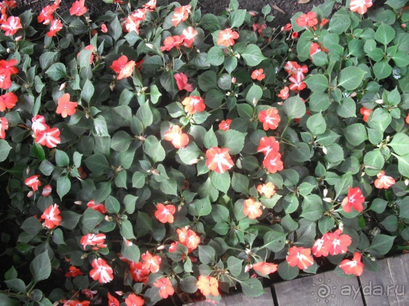 Аптекарский огород