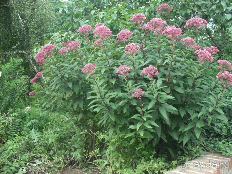 Аптекарский огород