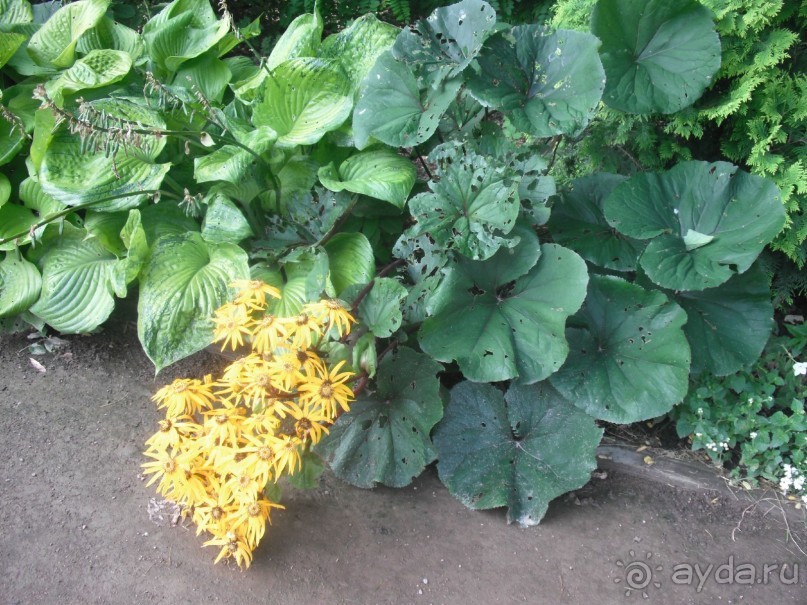 Аптекарский огород