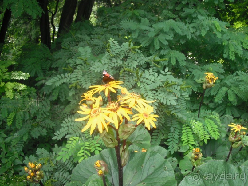 Аптекарский огород