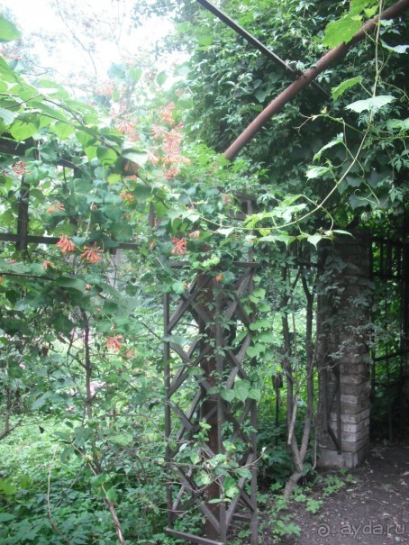 Аптекарский огород