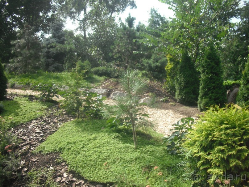 Аптекарский огород