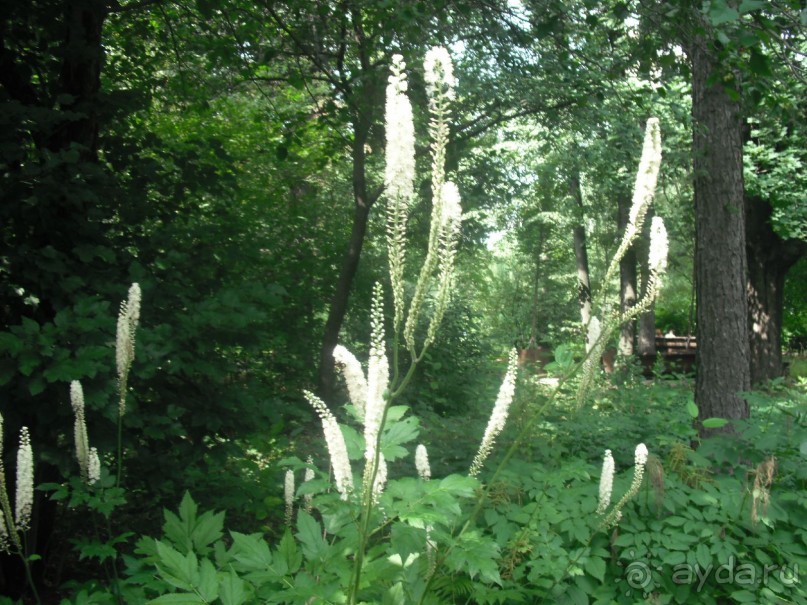Аптекарский огород