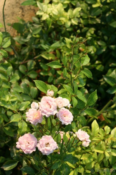 Отель в бору