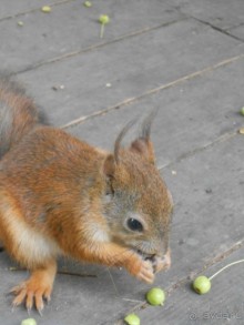 На детскую площадку... На детскую площадку...