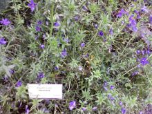 Ботанический сад им. Бергиуса