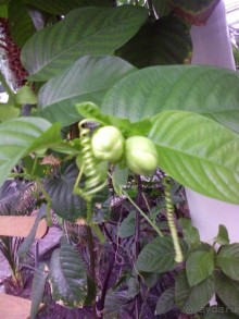 Ботанический сад им. Бергиуса