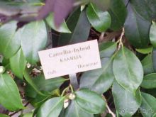 Ботанический сад им. Бергиуса