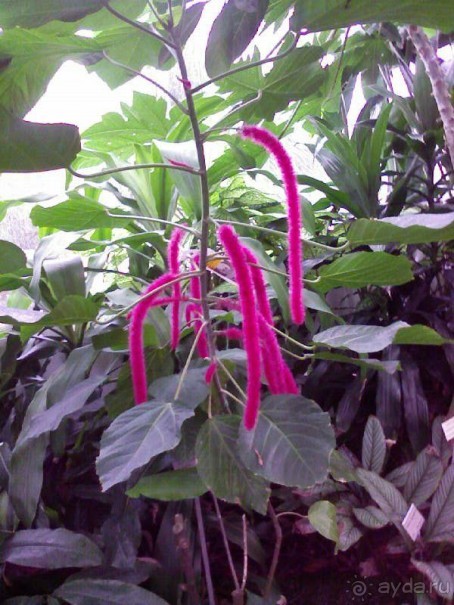 Ботанический сад им. Бергиуса