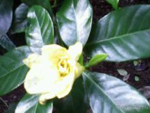 Ботанический сад им. Бергиуса