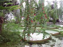 Ботанический сад им. Бергиуса