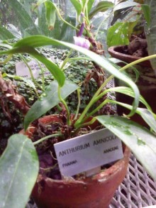 Ботанический сад им. Бергиуса