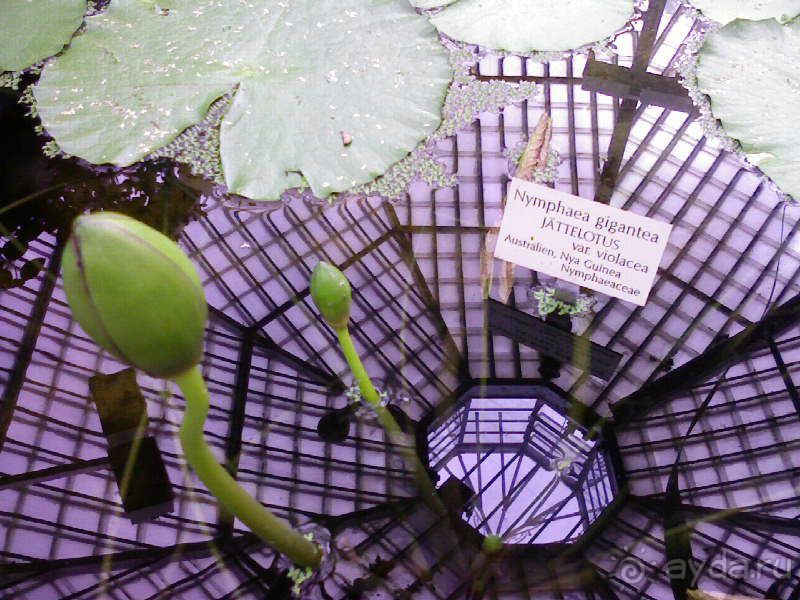 Ботанический сад им. Бергиуса