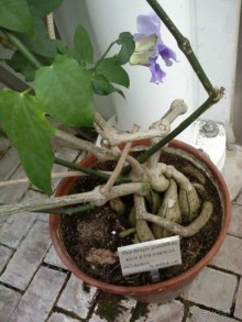 Ботанический сад им. Бергиуса