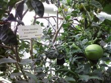 Ботанический сад им. Бергиуса