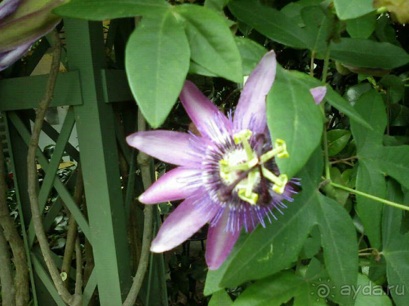 Ботанический сад им. Бергиуса