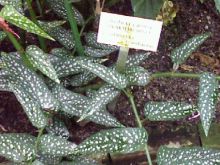 Ботанический сад им. Бергиуса