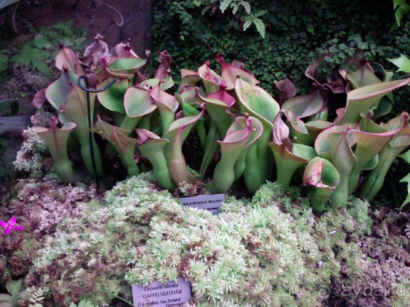 Ботанический сад им. Бергиуса