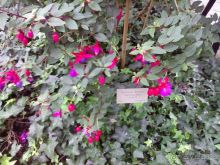 Ботанический сад им. Бергиуса