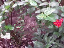 Ботанический сад им. Бергиуса